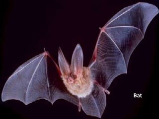 Bat