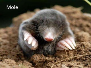 Mole