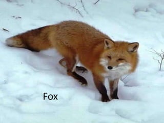 Fox