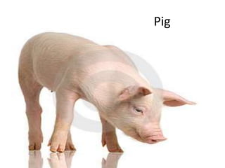 Pig