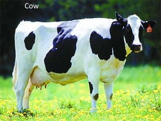 Cow