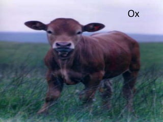 Ox