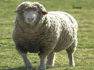 Sheep