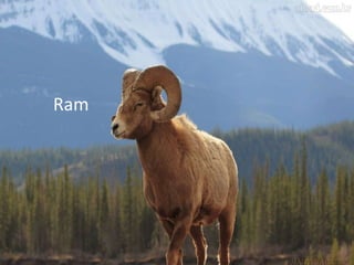 Ram