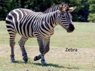 Zebra