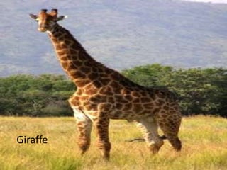 Giraffe