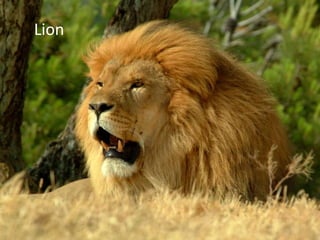 Lion