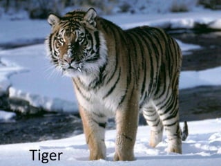 Tiger