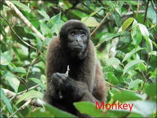 Monkey