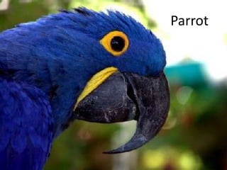 Parrot
