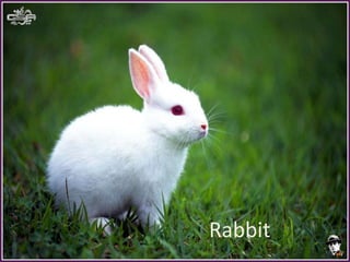Rabbit