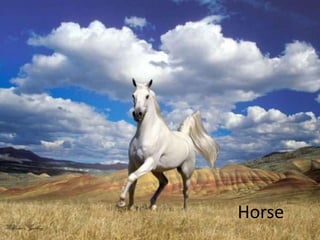 Horse