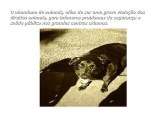 O abandono de animais, além de ser uma grave violação dos direitos animais, gera inúmeros problemas de segurança e saúde pública nos grandes centros urbanos. 