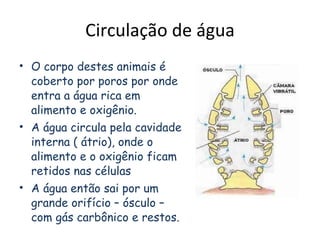 Circulação de água O corpo destes animais é coberto por poros por onde entra a água rica em alimento e oxigênio. A água circula pela cavidade interna ( átrio), onde o alimento e o oxigênio ficam retidos nas células A água então sai por um grande orifício – ósculo – com gás carbônico e restos. 