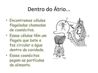 Dentro do Átrio... Encontramos células flageladas chamadas de coanócitos. Essas células têm um flagelo que bate e faz circular a água dentro da cavidade. Esses coanócitos  pegam as partículas de alimento. 