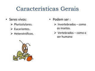 Características Gerais Seres vivos: Pluricelulares. Eucariontes. Heterotróficos. Podem ser : Invertebrados – como os insetos.  Vertebrados – como o ser humano 