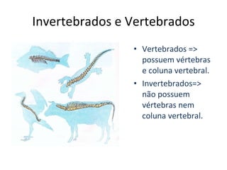 Invertebrados e Vertebrados Vertebrados => possuem vértebras e coluna vertebral. Invertebrados=> não possuem vértebras nem coluna vertebral. 