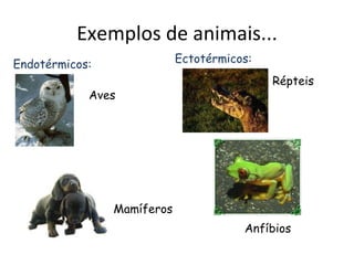 Exemplos de animais... Endotérmicos: Mamíferos Aves Ectotérmicos: Répteis Anfíbios 