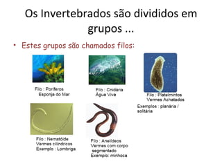 Os Invertebrados são divididos em grupos ... Estes grupos são chamados filos: 