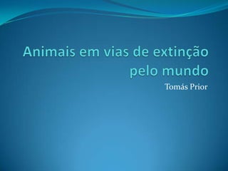 Animais em vias de extinçãopelo mundo Tomás Prior 