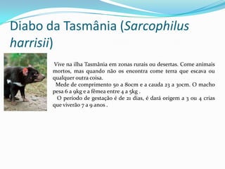 Diabo da Tasmânia (Sarcophilusharrisii) Vive na ilha Tasmânia em zonas rurais ou desertas. Come animais mortos, mas quando não os encontra come terra que escava ou qualquer outra coisa.   Mede de comprimento 50 a 80cm e a cauda 23 a 30cm. O macho pesa 6 a 9kg e a fêmea entre 4 a 5kg .  O período de gestação é de 21 dias, é dará origem a 3 ou 4 crias que viverão 7 a 9 anos .