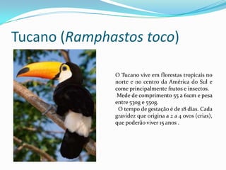 Tucano (Ramphastos toco)O Tucano vive em florestas tropicais no norte e no centro da América do Sul e come principalmente frutos e insectos. Mede de comprimento 55 a 61cm e pesa entre 530g e 550g.  O tempo de gestação é de 18 dias. Cada gravidez que origina a 2 a 4 ovos (crias), que poderão viver 15 anos .