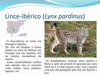 Lince-ibérico (Lynx pardinus)  O lince-ibérico só existe em Portugal e Espanha.Ele vive em bosques e matos densos na serra da Malcata em Portugal mas em Espanha vive no sistema montanhoso da meseta.   Come essencialmente coelhos mas quando não os encontra come veados, ratos, perdizes, lagartos , etc.  Os acasalamentos ocorrem entre Janeiro e Março e após um período de gestação que varia entre 64 e 72 dias nascem entre uma e quatro crias que são protegidas pela mãe até fazerem 1 ano.