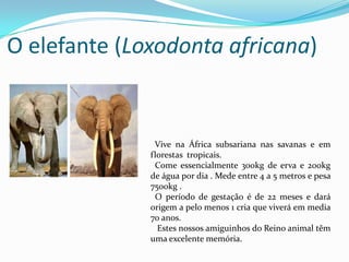 O elefante (Loxodonta africana)  Vive na África subsariana nas savanas e em florestas  tropicais.  Come essencialmente 300kg de erva e 200kg de água por dia . Mede entre 4 a 5 metros e pesa 7500kg . O período de gestação é de 22 meses e dará origem a pelo menos 1 cria que viverá em media 70 anos.  Estes nossos amiguinhos do Reino animal têm uma excelente memória. 