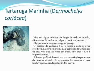 Tartaruga Marinha (Dermochelys coriácea)  Vive em águas mornas ao longo de todo o mundo, alimenta-se de moluscos , algas , crustáceos e carne .  Chega a medir 2 metros e a pesar 500kg.   O período de gestação é de 3 meses e após os ovos eclodirem nascem em média 1 a 2 centenas de tartarugas de cada vez, que vão viver em média 180 anos - não é impressionante ? A Tartaruga Marinha está em vias de extinção por causa da pesca acidental e da destruição dos seus ovos, mas também por causa da poluição dos mares .  