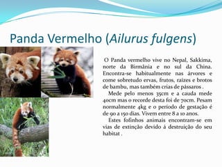 Panda Vermelho (Ailurusfulgens) O Panda vermelho vive no Nepal, Sakkima, norte da Birmânia e no sul da China. Encontra-se habitualmente nas árvores e come sobretudo ervas, frutos, raízes e brotos de bambu, mas também crias de pássaros .   Mede pelo menos 35cm e a cauda mede 40cm mas o recorde desta foi de 70cm. Pesam normalmente 4kg e o período de gestação é de 90 a 150 dias. Vivem entre 8 a 10 anos.    Estes fofinhos animais encontram-se em vias de extinção devido á destruição do seu habitat .