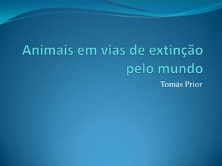 Animais em vias de extinçãopelo mundo,[object Object],Tomás Prior,[object Object]