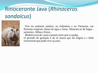 Rinoceronte Java (Rhinocerossondaicus),[object Object],  Vive no sudoeste asiático, na Indonésia e no Vietname, em florestas tropicais cheias de água e lama. Alimenta-se de bagas , sementes , folhas e frutos .,[object Object], Medem cerca de 1,50m e pesam entre 900 a 1400kg.,[object Object],O período de gestação é de 16 meses que dá origem a 1 bebé rinoceronte que pode viver 35 anos .   ,[object Object]