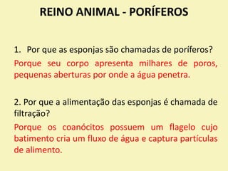 REINO ANIMAL - PORÍFEROS
1. Por que as esponjas são chamadas de poríferos?
Porque seu corpo apresenta milhares de poros,
pequenas aberturas por onde a água penetra.
2. Por que a alimentação das esponjas é chamada de
filtração?
Porque os coanócitos possuem um flagelo cujo
batimento cria um fluxo de água e captura partículas
de alimento.
 