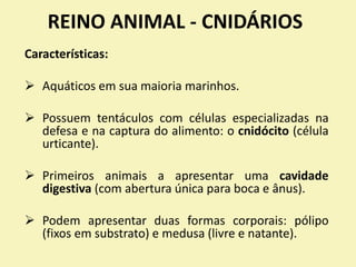 REINO ANIMAL - CNIDÁRIOS
Características:
 Aquáticos em sua maioria marinhos.
 Possuem tentáculos com células especializadas na
defesa e na captura do alimento: o cnidócito (célula
urticante).
 Primeiros animais a apresentar uma cavidade
digestiva (com abertura única para boca e ânus).
 Podem apresentar duas formas corporais: pólipo
(fixos em substrato) e medusa (livre e natante).
 