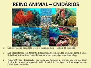 REINO ANIMAL – CNIDÁRIOS
 São providos de esqueleto externo, calcário e duro – colônia de cnidários.
 São ecossistemas com tamanha biodiversidade comparados a biomas como a Mata
Atlântica e a Amazônia – base de boa parte das teias alimentares marinhas.
 Estão sofrendo degradação por ação do homem: o branqueamento do coral
(indicação de que ele morreu) devido à poluição das águas e à descarga de gás
carbônico na atmosfera.
Recifes de coral
 