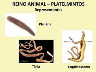 REINO ANIMAL – PLATELMINTOS
Representantes
Planária
Tênia Esquistossomo
 