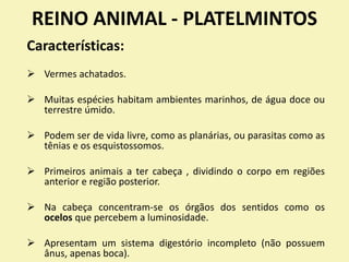 REINO ANIMAL - PLATELMINTOS
Características:
 Vermes achatados.
 Muitas espécies habitam ambientes marinhos, de água doce ou
terrestre úmido.
 Podem ser de vida livre, como as planárias, ou parasitas como as
tênias e os esquistossomos.
 Primeiros animais a ter cabeça , dividindo o corpo em regiões
anterior e região posterior.
 Na cabeça concentram-se os órgãos dos sentidos como os
ocelos que percebem a luminosidade.
 Apresentam um sistema digestório incompleto (não possuem
ânus, apenas boca).
 