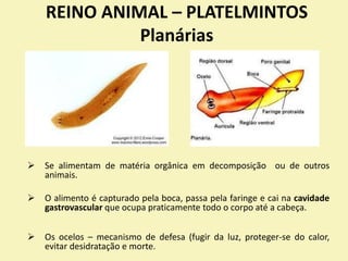 REINO ANIMAL – PLATELMINTOS
Planárias
 Se alimentam de matéria orgânica em decomposição ou de outros
animais.
 O alimento é capturado pela boca, passa pela faringe e cai na cavidade
gastrovascular que ocupa praticamente todo o corpo até a cabeça.
 Os ocelos – mecanismo de defesa (fugir da luz, proteger-se do calor,
evitar desidratação e morte.
 