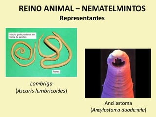 REINO ANIMAL – NEMATELMINTOS
Representantes
Lombriga
(Ascaris lumbricoides)
Ancilostoma
(Ancylostoma duodenale)
 