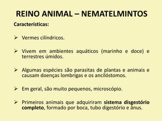 REINO ANIMAL – NEMATELMINTOS
Características:
 Vermes cilíndricos.
 Vivem em ambientes aquáticos (marinho e doce) e
terrestres úmidos.
 Algumas espécies são parasitas de plantas e animais e
causam doenças lombrigas e os ancilóstomos.
 Em geral, são muito pequenos, microscópio.
 Primeiros animais que adquiriram sistema disgestório
completo, formado por boca, tubo digestório e ânus.
 