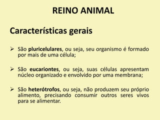 REINO ANIMAL
 São pluricelulares, ou seja, seu organismo é formado
por mais de uma célula;
 São eucariontes, ou seja, suas células apresentam
núcleo organizado e envolvido por uma membrana;
 São heterótrofos, ou seja, não produzem seu próprio
alimento, precisando consumir outros seres vivos
para se alimentar.
Características gerais
 