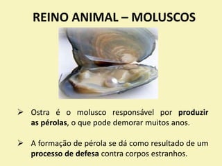 REINO ANIMAL – MOLUSCOS
 Ostra é o molusco responsável por produzir
as pérolas, o que pode demorar muitos anos.
 A formação de pérola se dá como resultado de um
processo de defesa contra corpos estranhos.
 