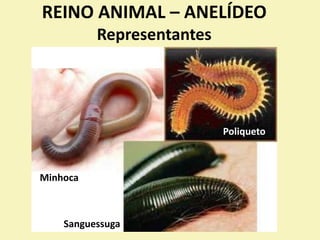 REINO ANIMAL – ANELÍDEO
Representantes
Minhoca
Sanguessuga
Poliqueto
 
