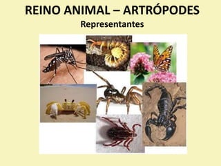 REINO ANIMAL – ARTRÓPODES
Representantes
 