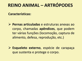 REINO ANIMAL – ARTRÓPODES
Características:
 Pernas articuladas e estruturas anexas ao
corpo, chamadas apêndices, que podem
ter várias funções (locomoção, captura de
alimento, defesa, reprodução, etc.)
 Esqueleto externo, espécie de carapaça
que sustenta e protege o corpo.
 
