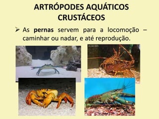 ARTRÓPODES AQUÁTICOS
CRUSTÁCEOS
 As pernas servem para a locomoção –
caminhar ou nadar, e até reprodução.
 