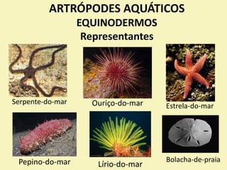 ARTRÓPODES AQUÁTICOS
EQUINODERMOS
Representantes
Serpente-do-mar Ouriço-do-mar Estrela-do-mar
Pepino-do-mar Lírio-do-mar
Bolacha-de-praia
 