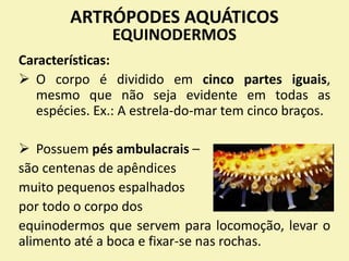 ARTRÓPODES AQUÁTICOS
EQUINODERMOS
Características:
 O corpo é dividido em cinco partes iguais,
mesmo que não seja evidente em todas as
espécies. Ex.: A estrela-do-mar tem cinco braços.
 Possuem pés ambulacrais –
são centenas de apêndices
muito pequenos espalhados
por todo o corpo dos
equinodermos que servem para locomoção, levar o
alimento até a boca e fixar-se nas rochas.
 