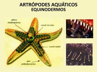 ARTRÓPODES AQUÁTICOS
EQUINODERMOS
 