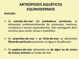 ARTRÓPODES AQUÁTICOS
EQUINODERMOS
Nutrição:
 As estrelas-do-mar são predadoras carnívoras, se
alimentam preferencialmente de caramujos, mariscos,
crustáceos e outros equinodermos. Elas conseguem abrir
conchas para comer ostras e mexilhões.
 As serpentes-do-mar e os lírios-do-mar se alimentam
filtrando partículas presentes na água e de plâncton.
 Os pepinos-do-mar alimentam-se de algas ou de restos
de outros animais no fundo do mar.
 